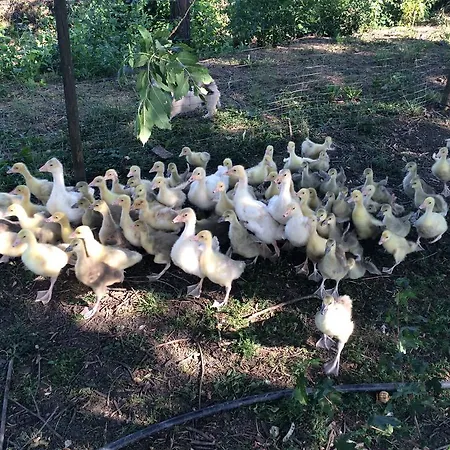Vakantieboerderij Maliso